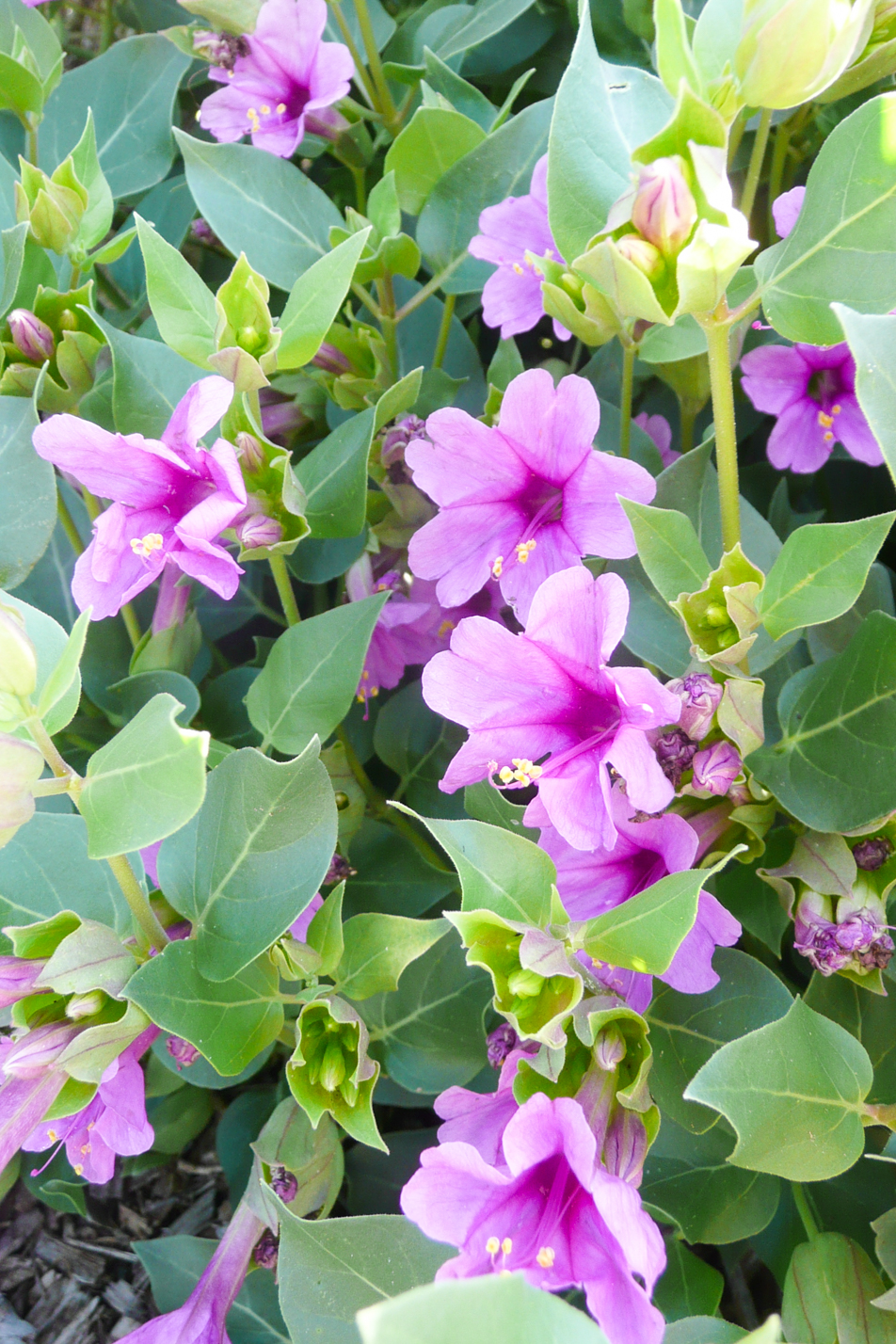 Colorado Four O'Clock